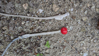 F-ONE BANDIT 12M 2021 - USADO